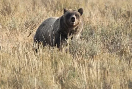 Backpacker Injured by Wild Animal in National Park Transported to Hospital