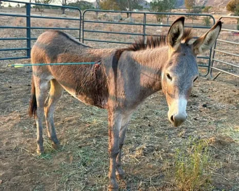 Donkey On the Mend After Recent Bow Assault on Feral Donkeys in California