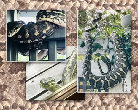 Embracing my Serpents in the Roof: An Evolution from Anxiety to Fascination