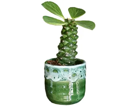 Will My Euphorbia Ritchiei Once Again Sprout Again?