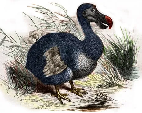 Researchers Claim They Have Achieved a ‘Major Breakthrough’ in Resurrecting the Dodo for the First Time in 300 Years